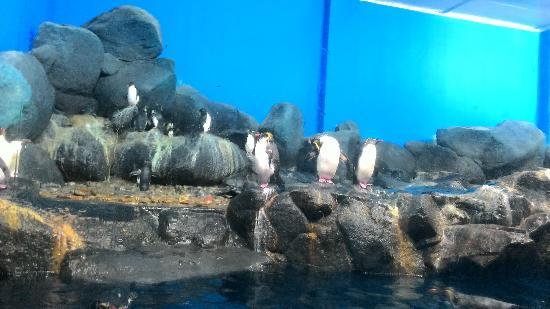 Langkawi undervattensvärld